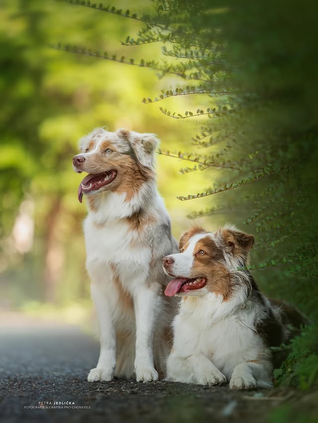 Společný portrét australských ovčáků